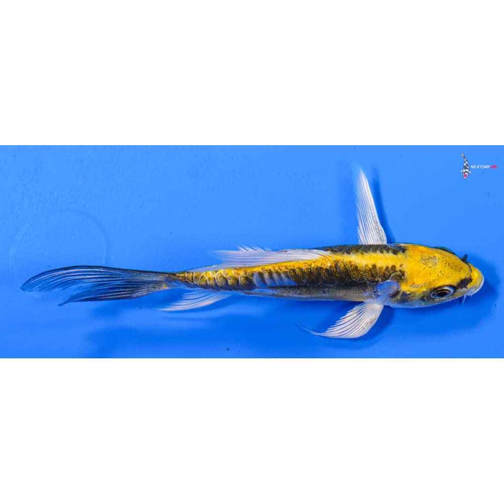 4” Imported Kin Kikokuryu Butterfly Koi