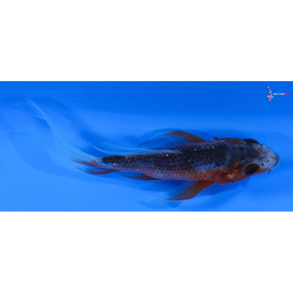 3.5” Imported Asagi Butterfly Koi