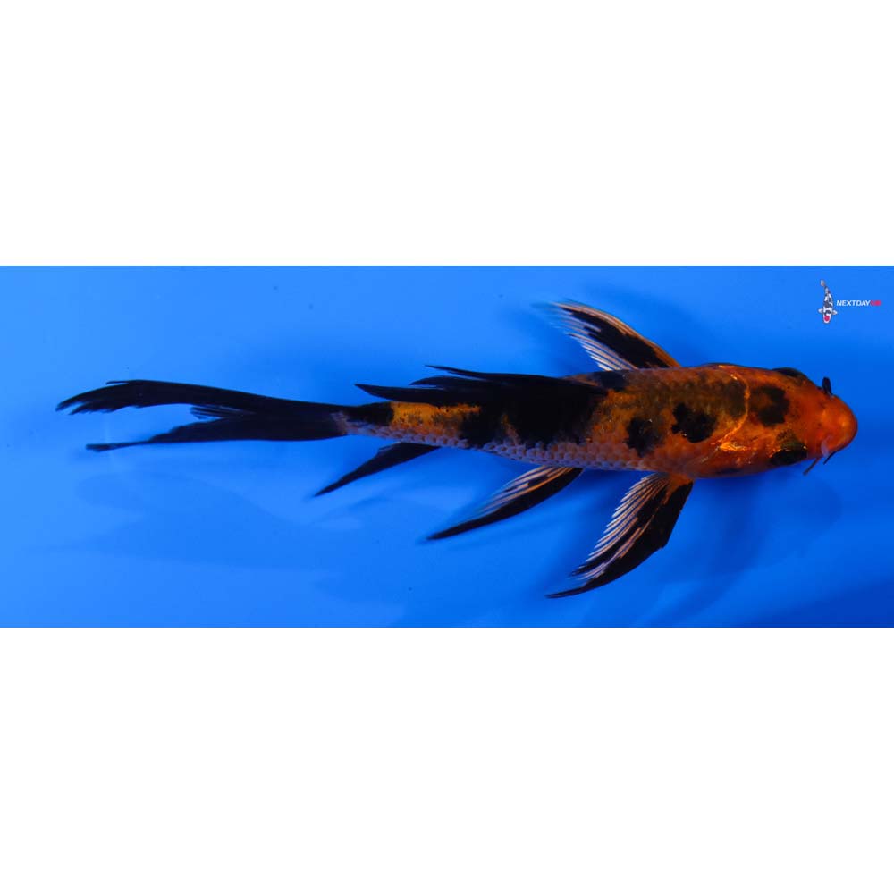 4” Imported Kin Aka Bekko Butterfly Koi