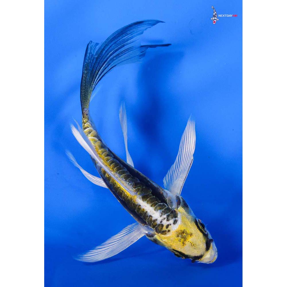 4” Imported Kin Kikokuryu Butterfly Koi