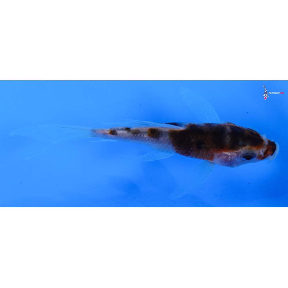 3.5” Imported Goromo Butterfly Koi