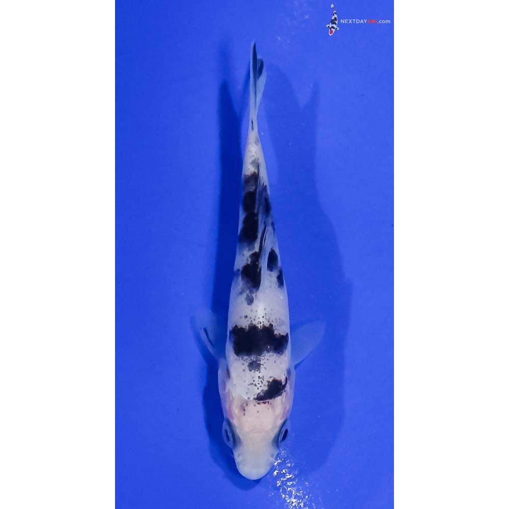 3” Imported Shiro Bekko