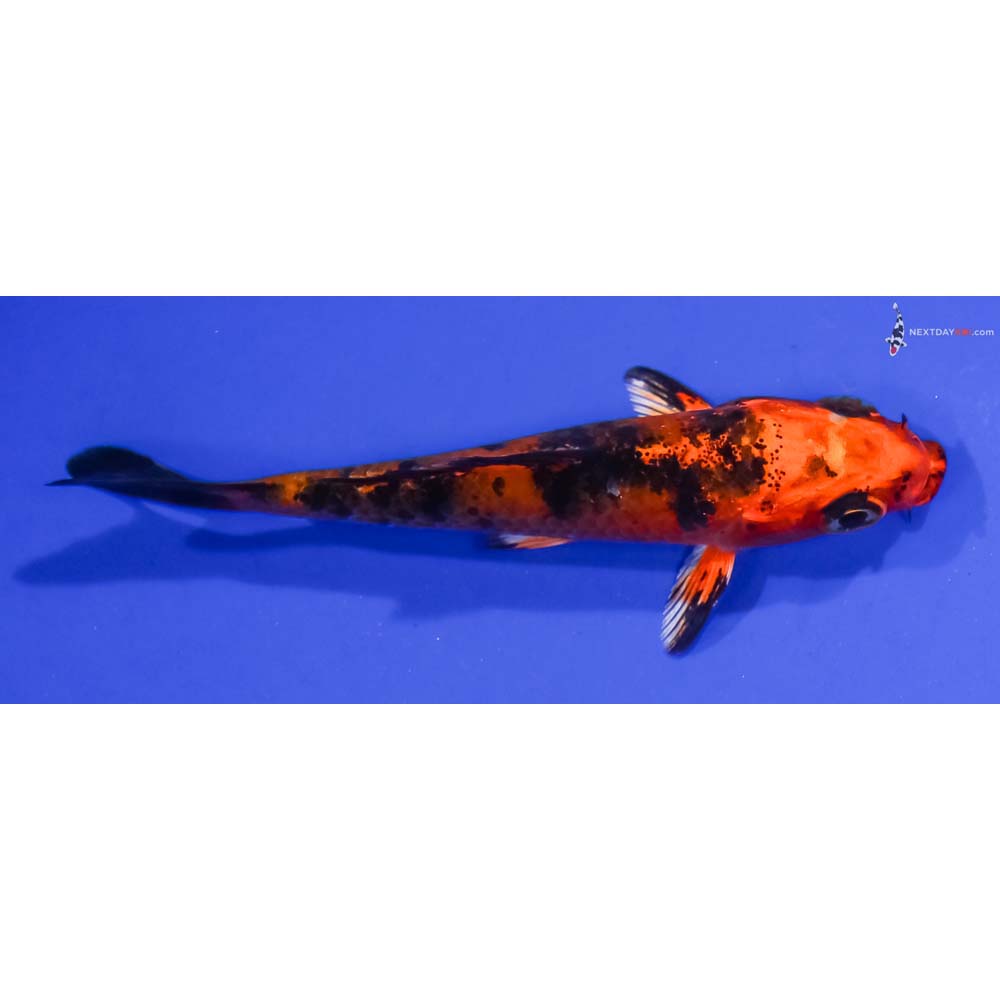 3” Imported Kin Aka Bekko