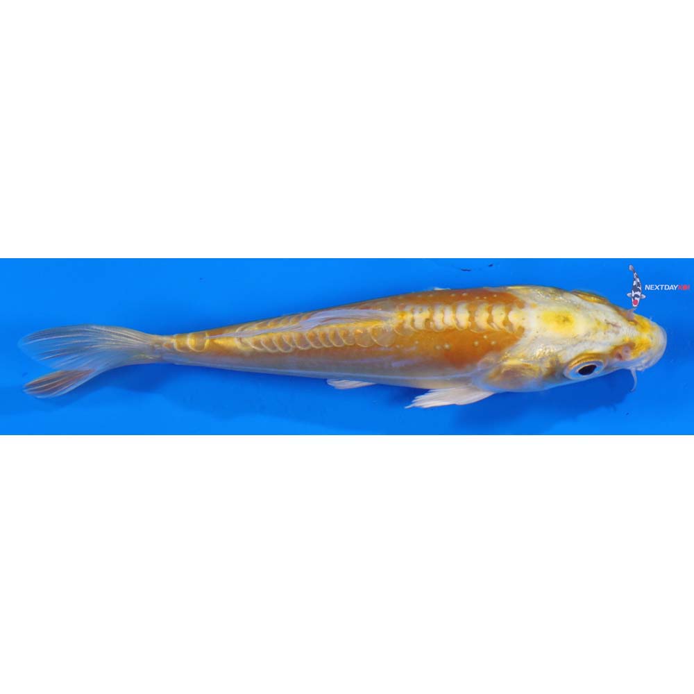 5” Imported Doitsu Yamabuki Ogon