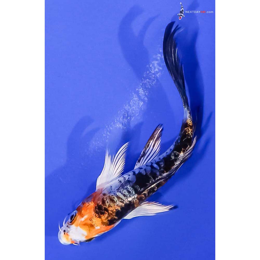 4” Imported Armor Scaled Yamato Nishiki Butterfly Koi
