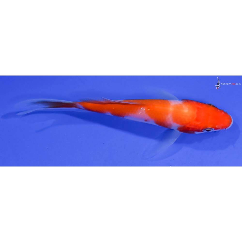 4” Imported Kohaku Butterfly Koi