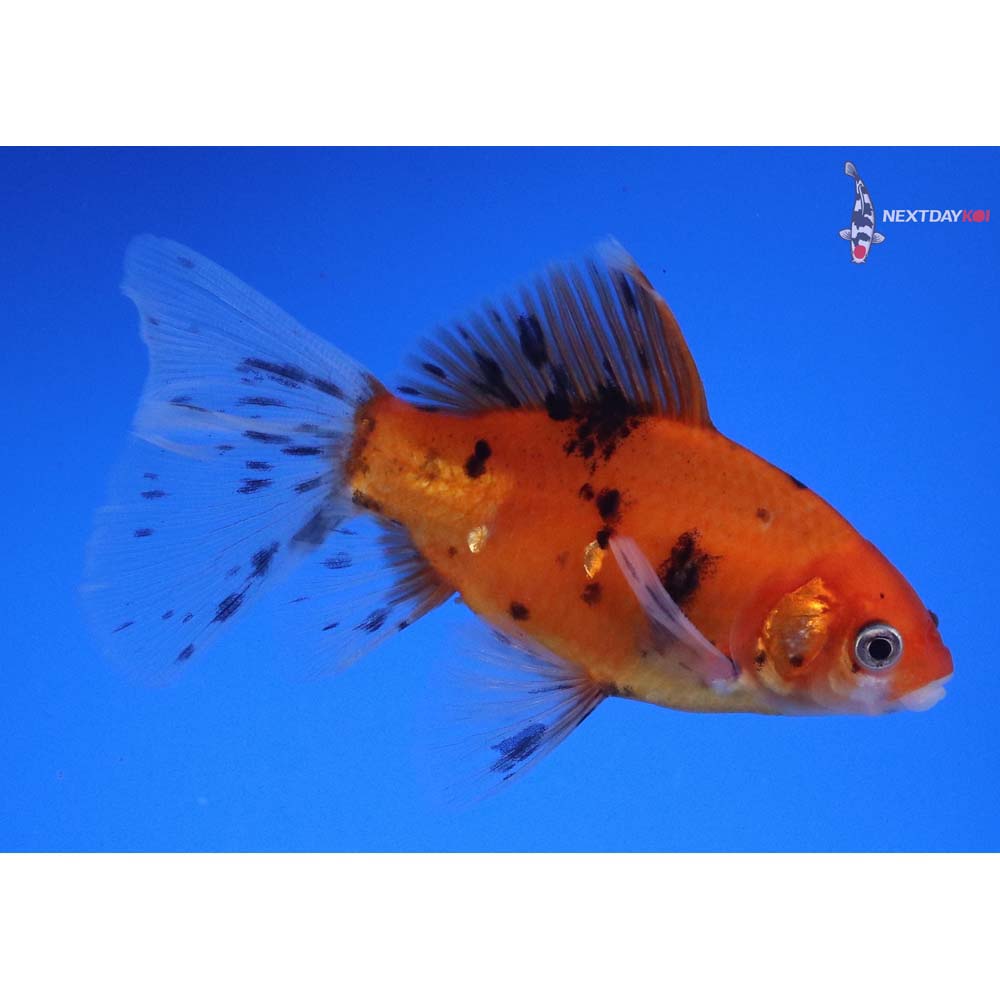 4” Imported Male Bristol Shubunkin