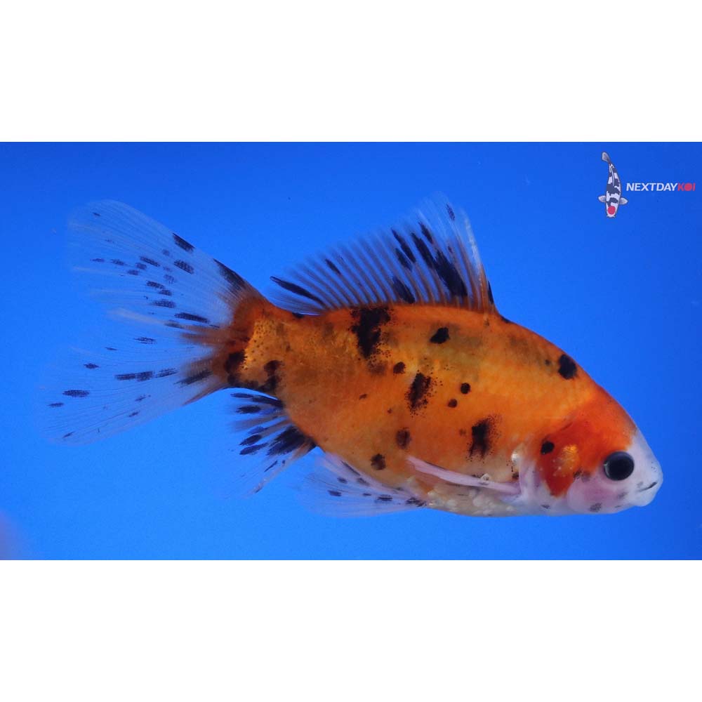 4.5” Imported Male Bristol Shubunkin