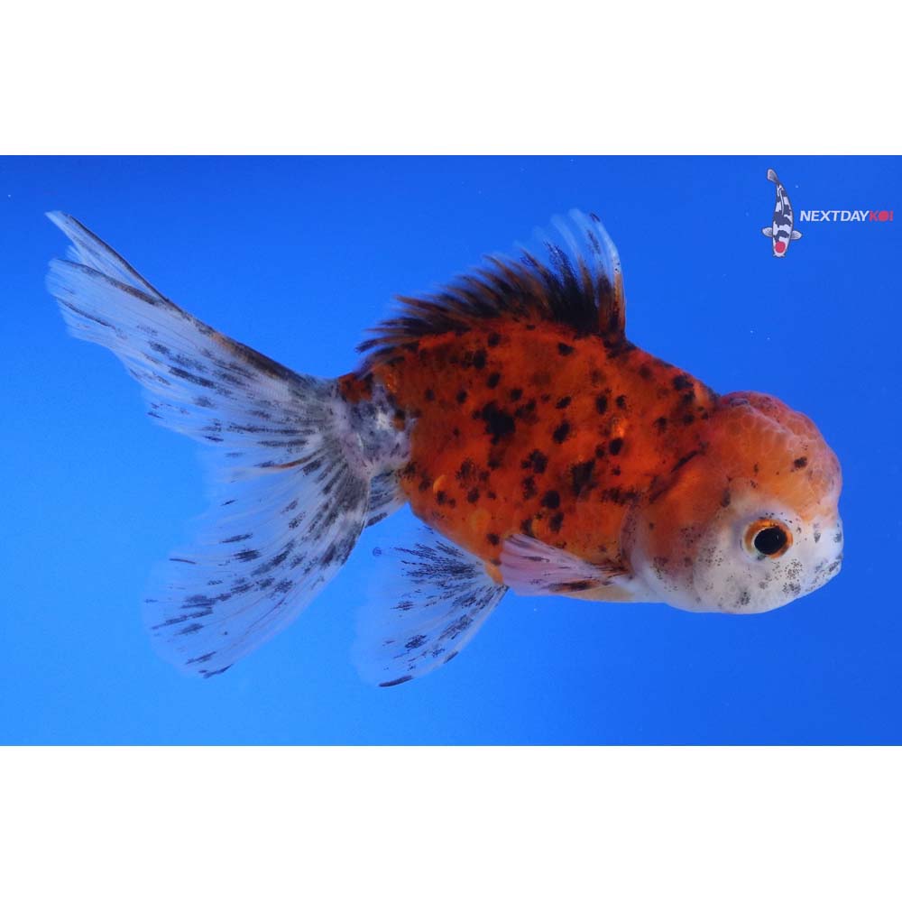 4.5” Imported Calico Oranda