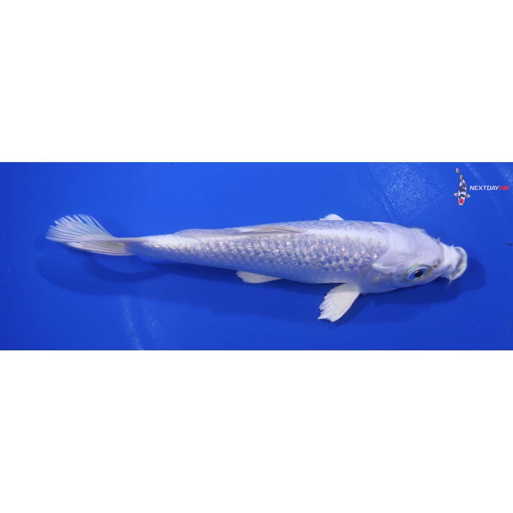 6” Imported Gin Rin Platinum Ogon