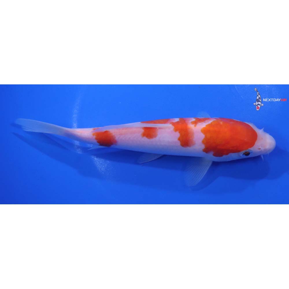 6.5” Imported Kohaku