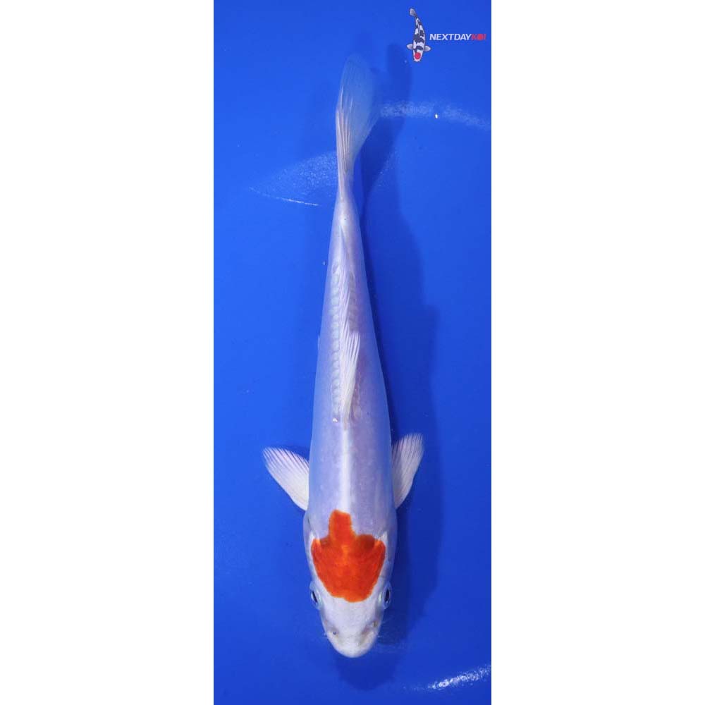 6.5” Imported Kikusui