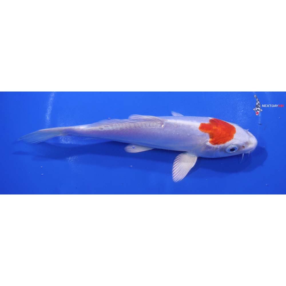 6.5” Imported Kikusui