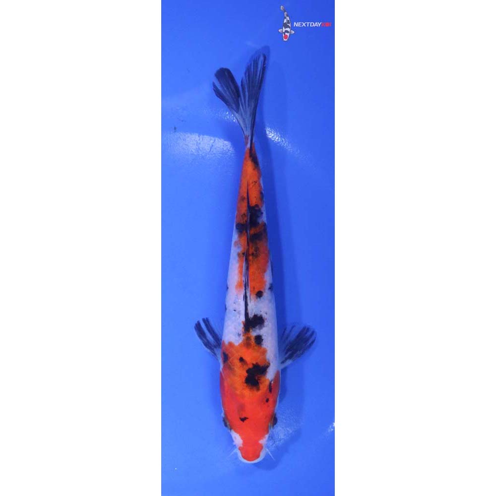 6” Imported Sanke