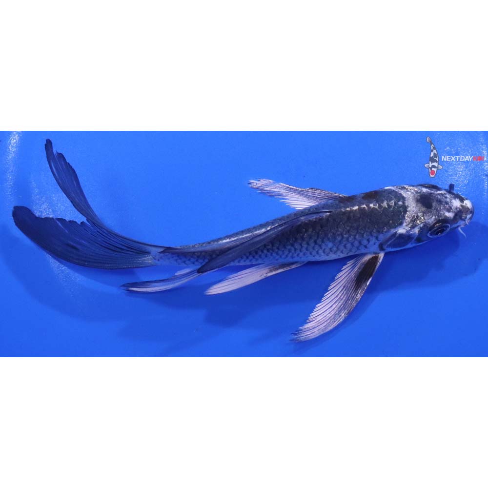 6” Imported Kujaku Butterfly Koi
