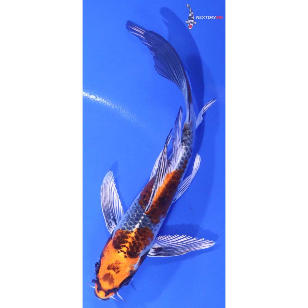 5.5” Imported Kujaku Butterfly Koi