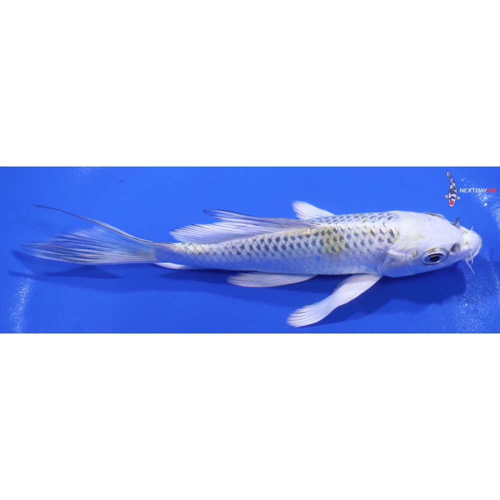 5.5” Imported Kujaku Butterfly Koi