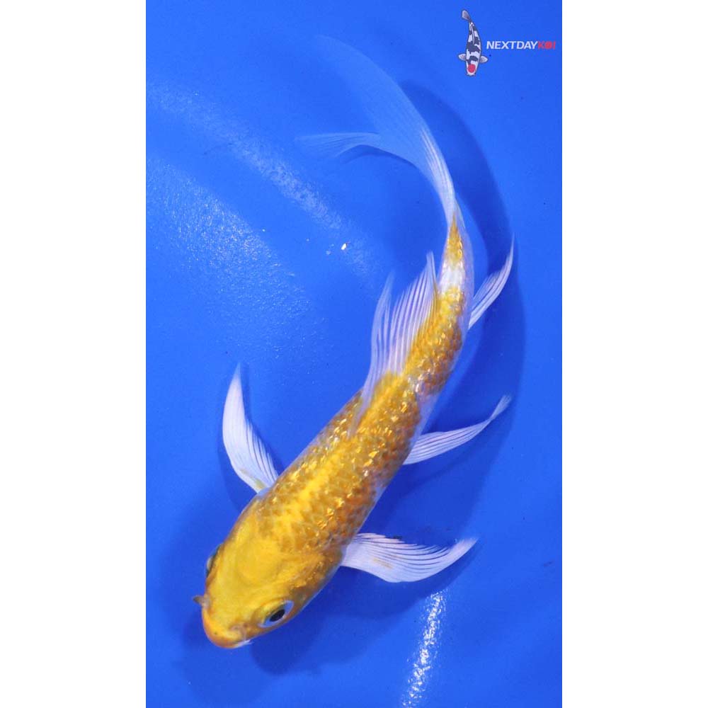 4.5” Imported Gin Rin Lemon Hariwake Butterfly Koi