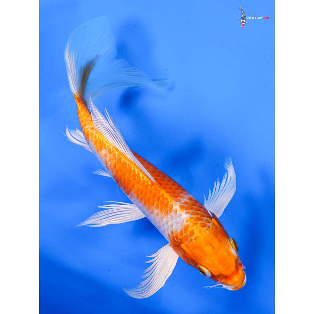 7” Imported Hariwake Butterfly Koi