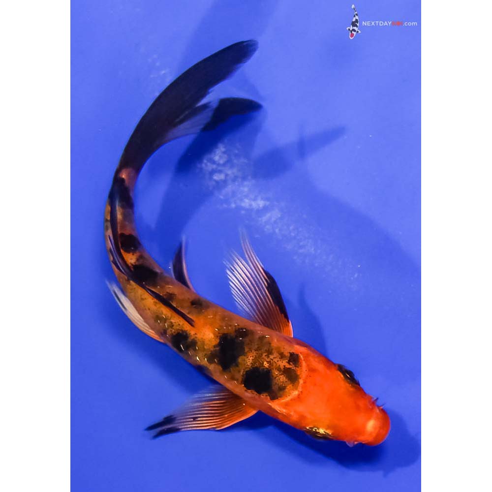 4” Imported Kin Aka Bekko Butterfly Koi