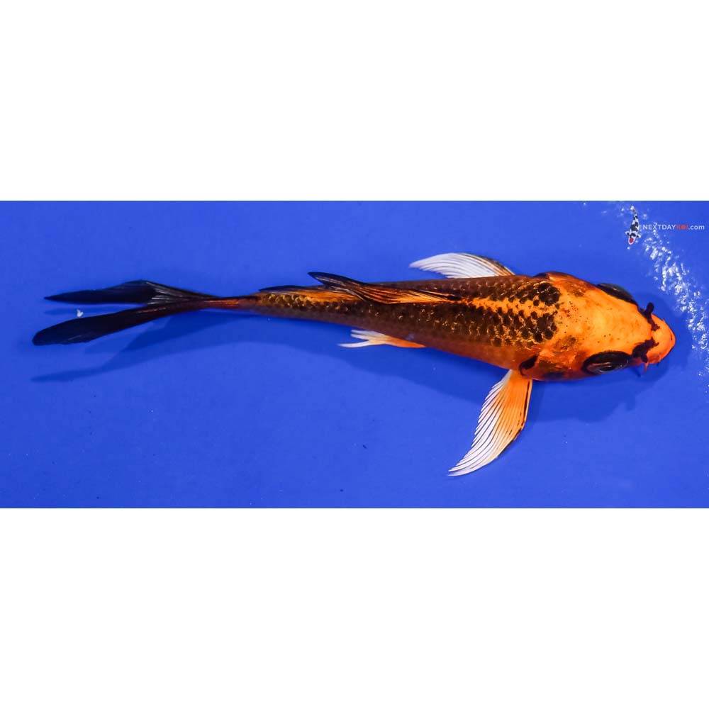 4” Imported Orenji Matsuba Butterfly Koi