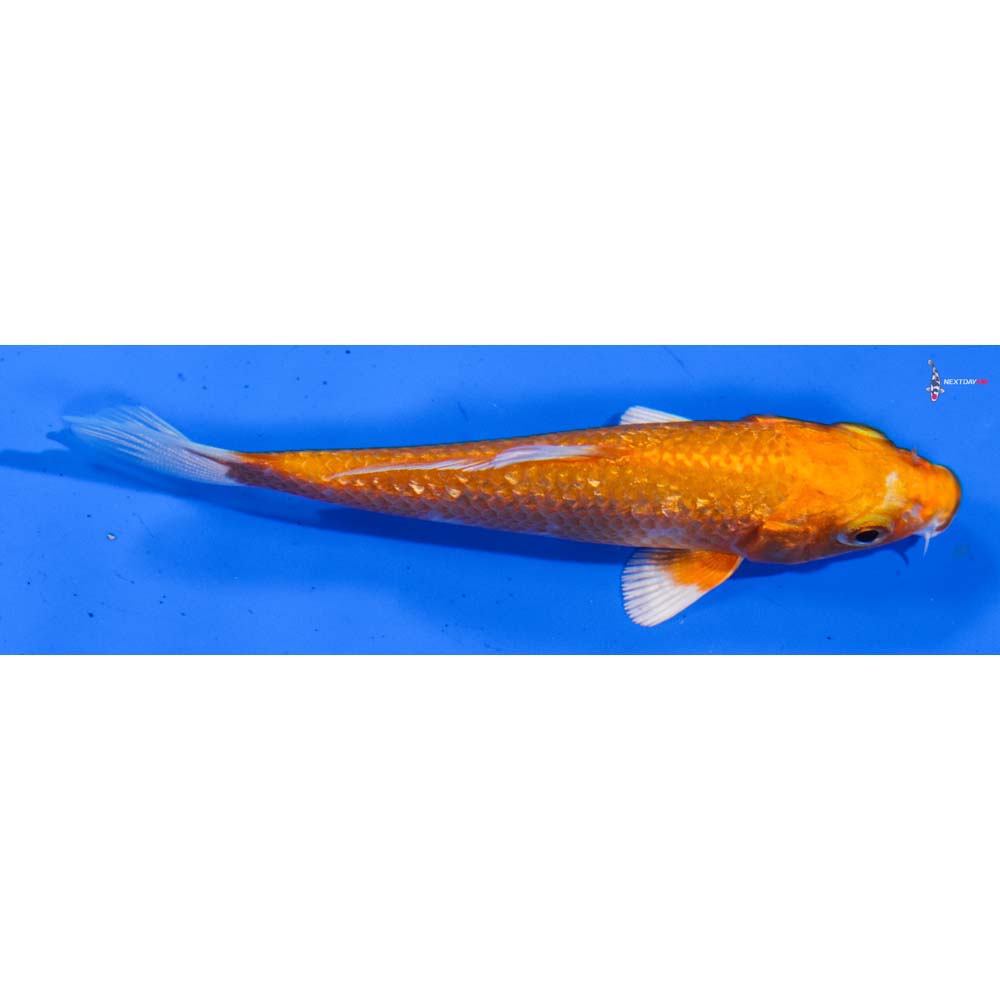 3.5” Imported Gin Rin Orenji Ogon