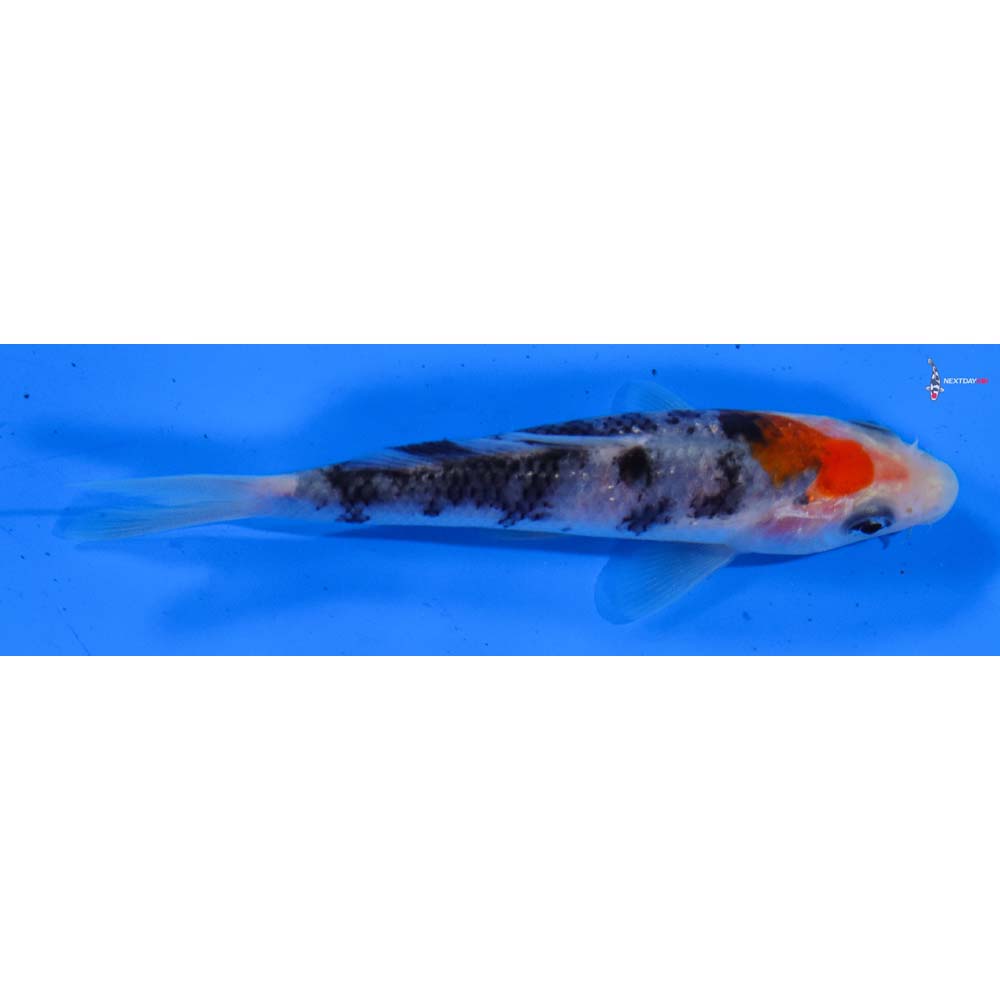 3.5” Imported Sanke
