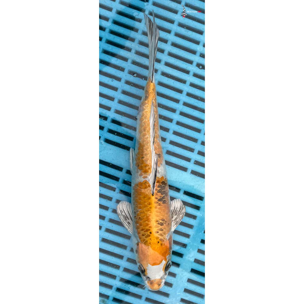 12-14” Imported Yamato Nishiki