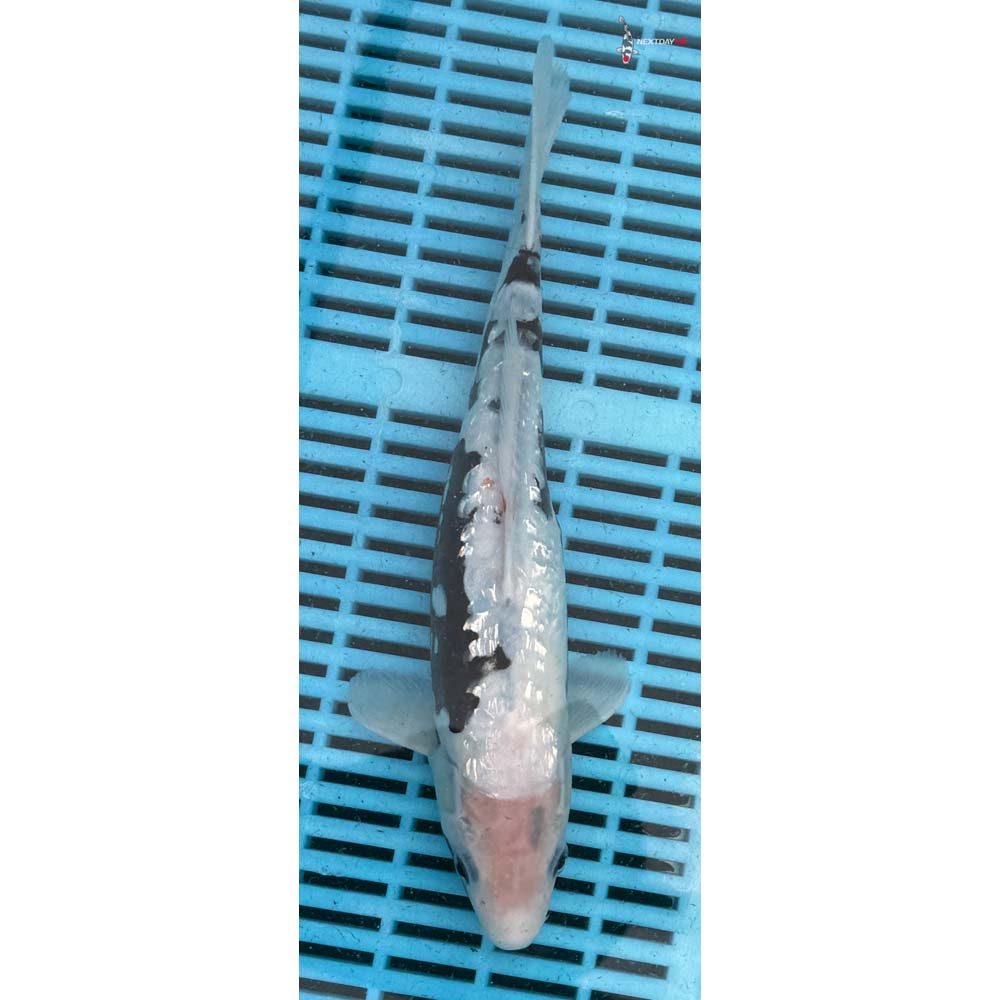 12-14” Imported Gin Rin Beni Kumonryu