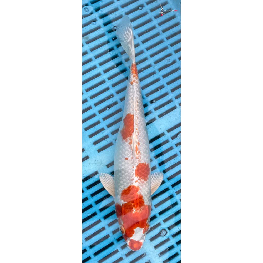 12-14” Imported Hariwake