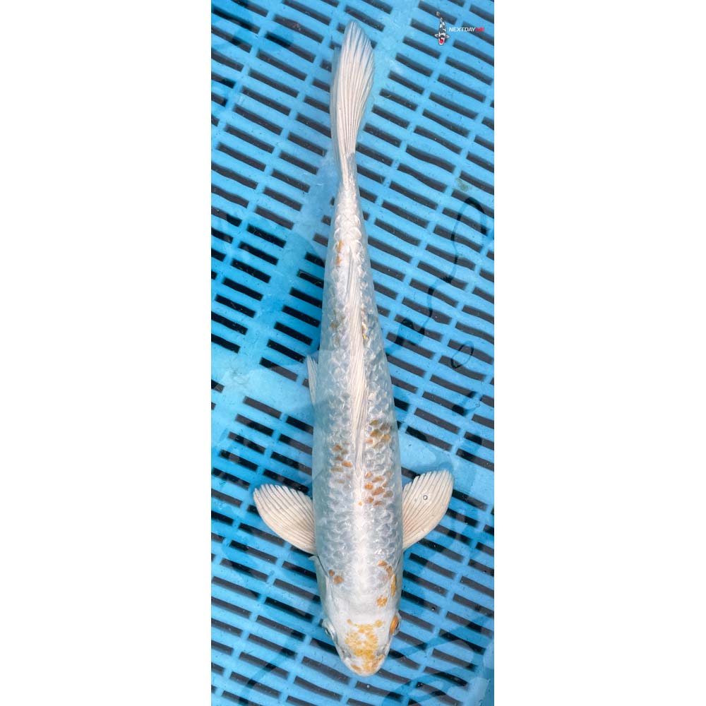 12-14” Imported Gin Rin Lemon Hariwake