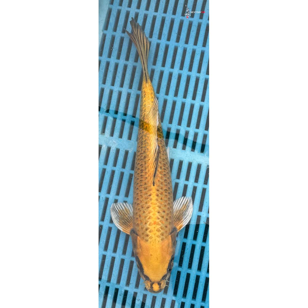 12-14” Imported Ki Matsuba