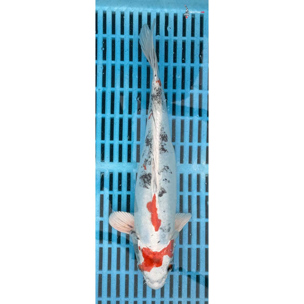 12-14” Imported Heisei Nishiki