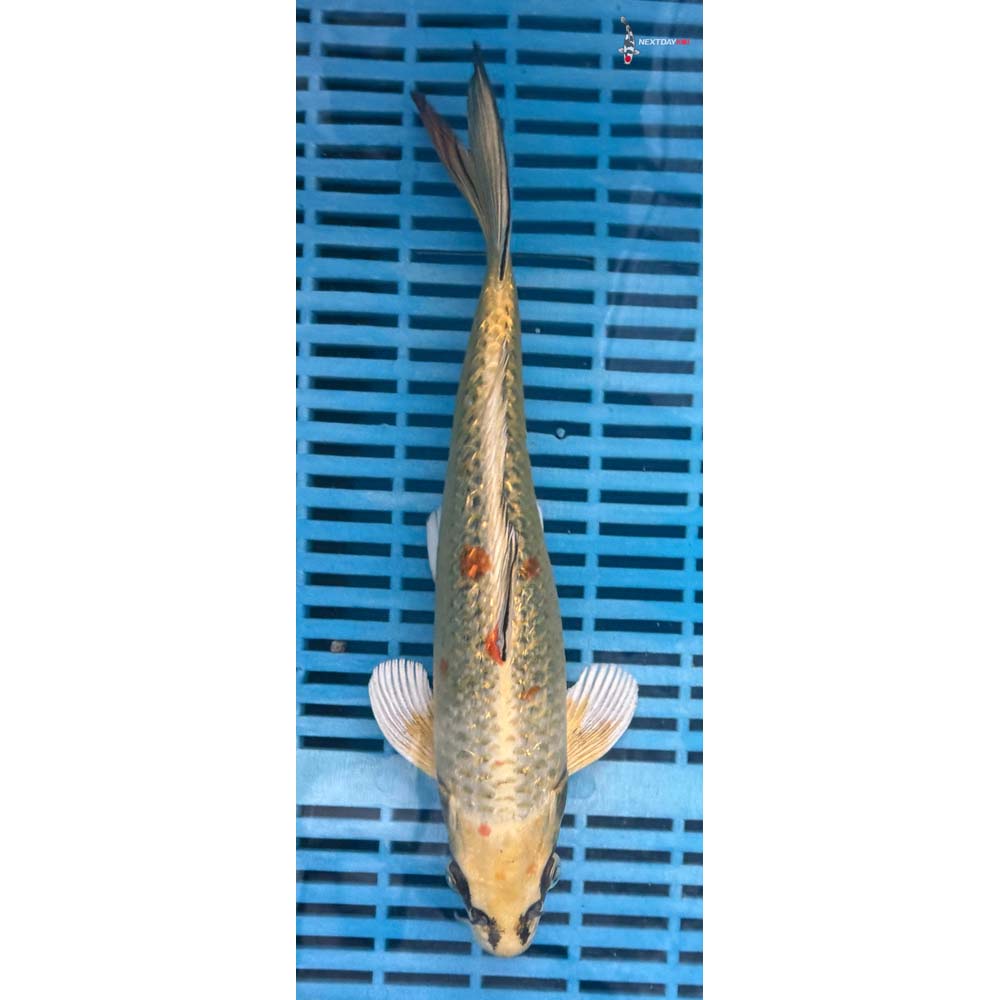 12-14” Imported Gin Rin Ki Matsuba