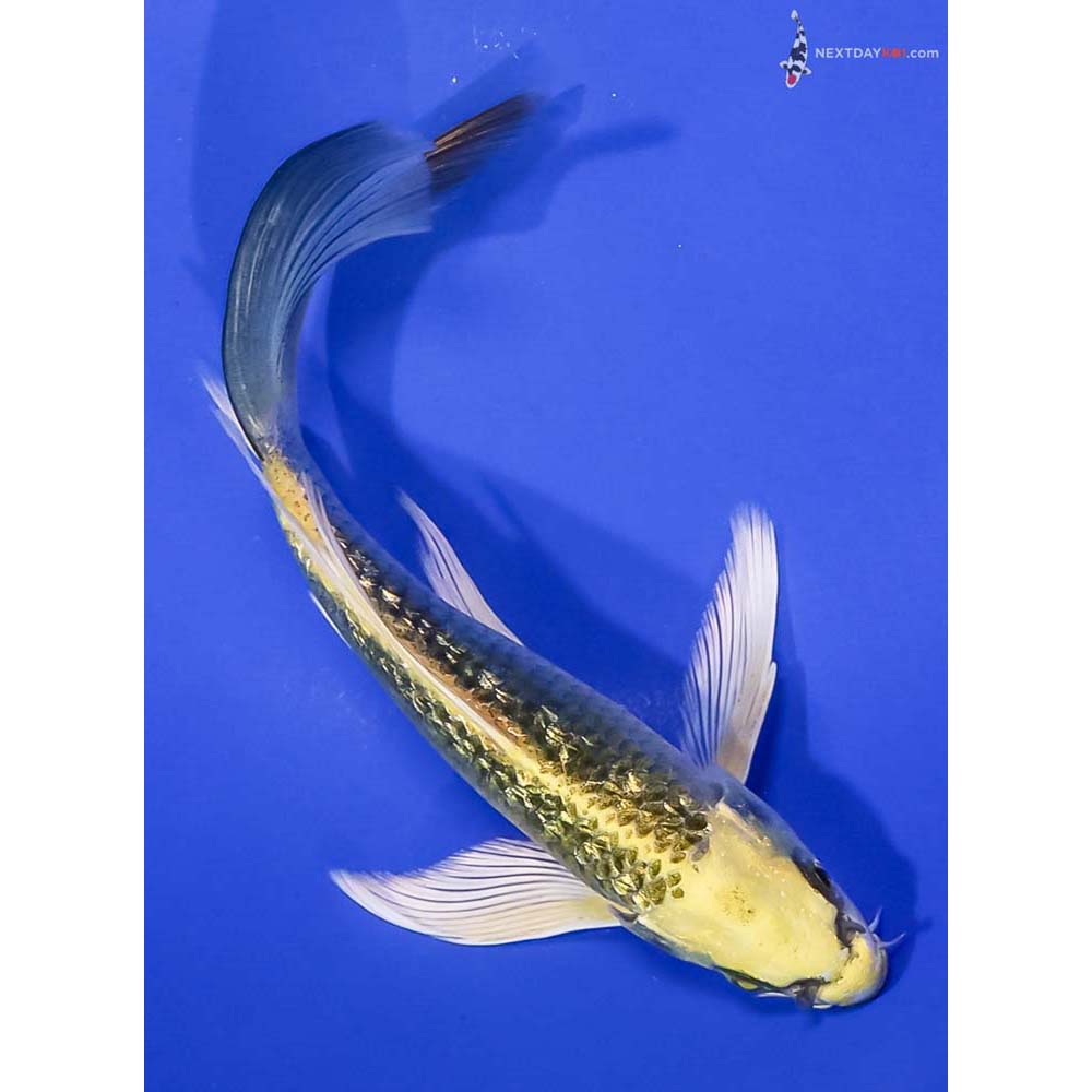 6.5” Imported Gin Rin Ki Matsuba Butterfly Koi