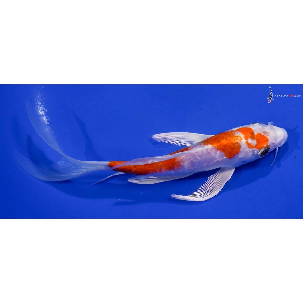 6.5” Imported Kikusui Butterfly Koi