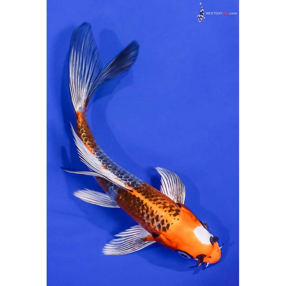 6.5” Imported Kujaku Butterfly Koi