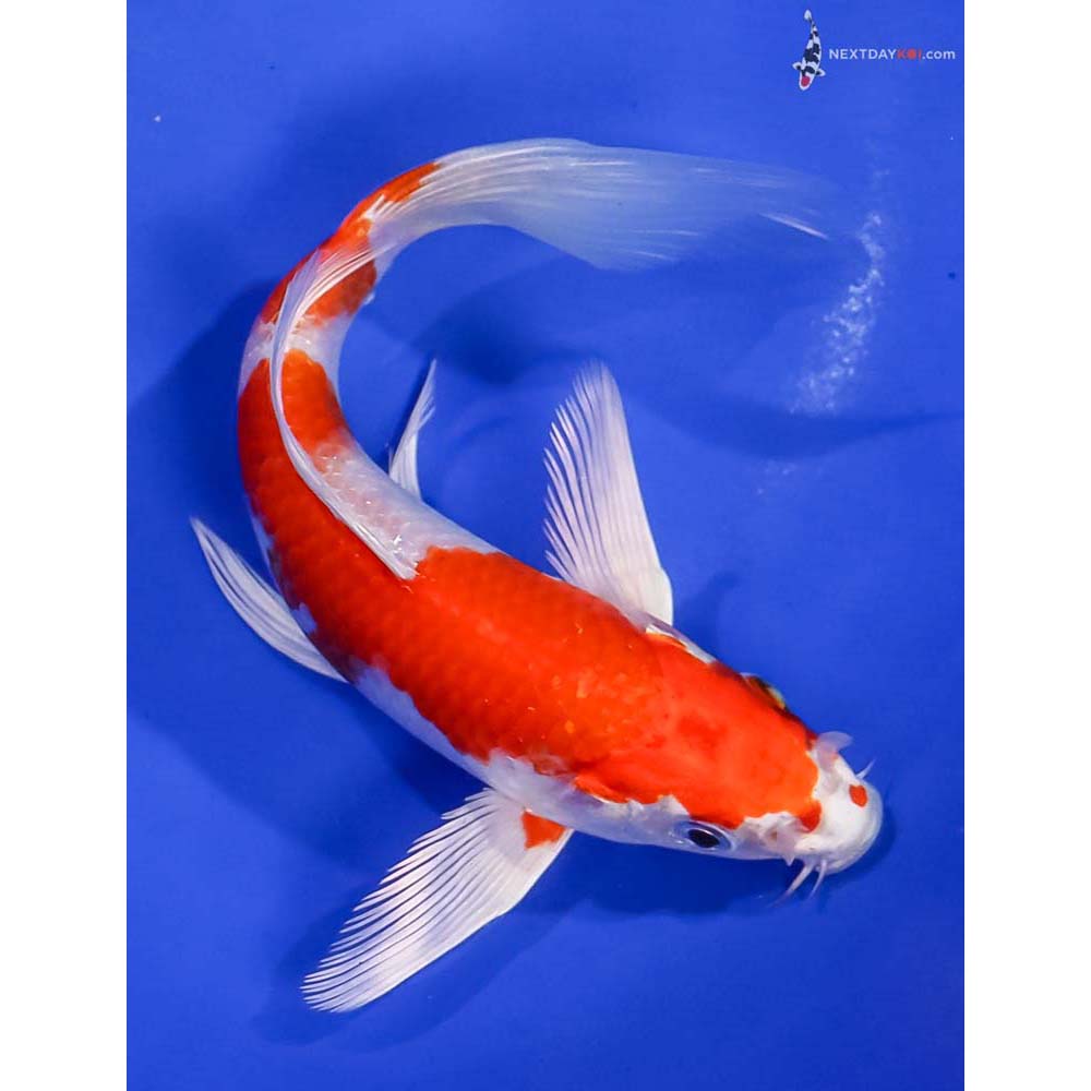 6” Imported Hariwake Butterfly Koi