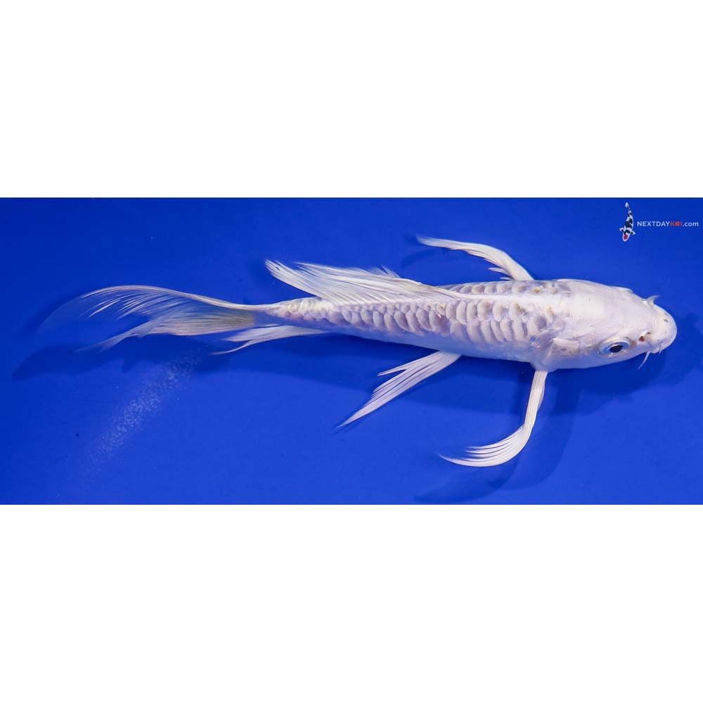 6.5” Imported Armor Scaled Platinum Ogon Butterfly Koi