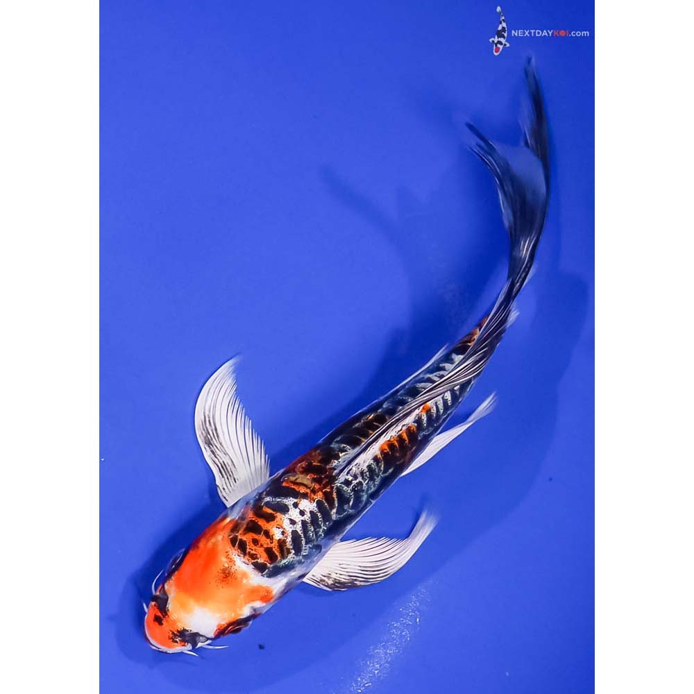 7” Imported Kin Kikokuryu Butterfly Koi