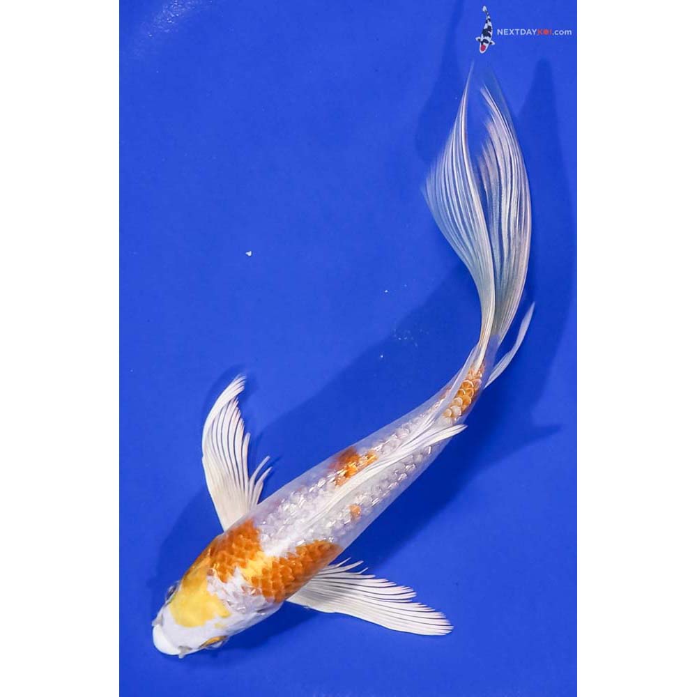 7” Imported Gin Rin Lemon Hariwake Butterfly Koi