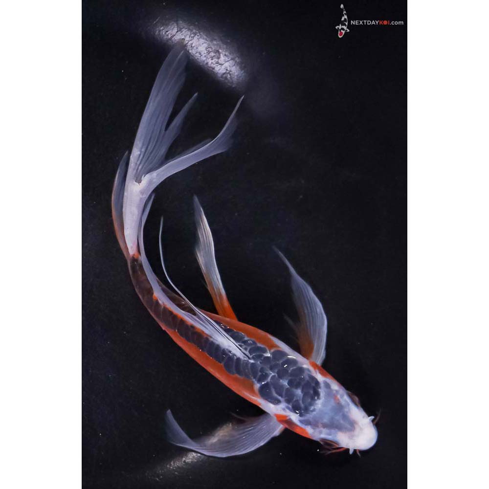 7.5” Imported Shusui Butterfly Koi