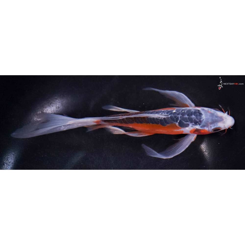 7.5” Imported Shusui Butterfly Koi