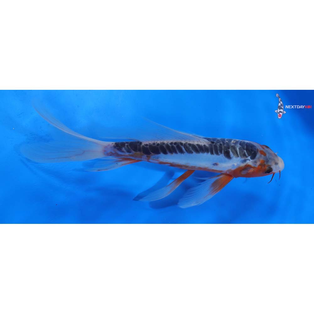 9” Imported Shusui Butterfly Koi