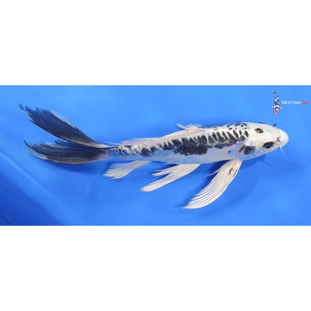 10” Imported Kikokuryu Butterfly Koi