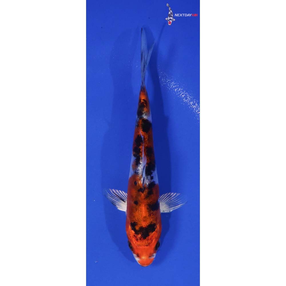 4.5” Imported Heisei Nishiki