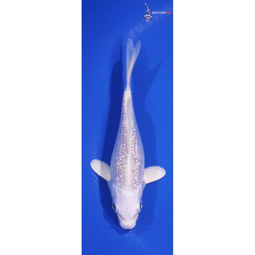 4.5” Imported Gin Rin Platinum Ogon