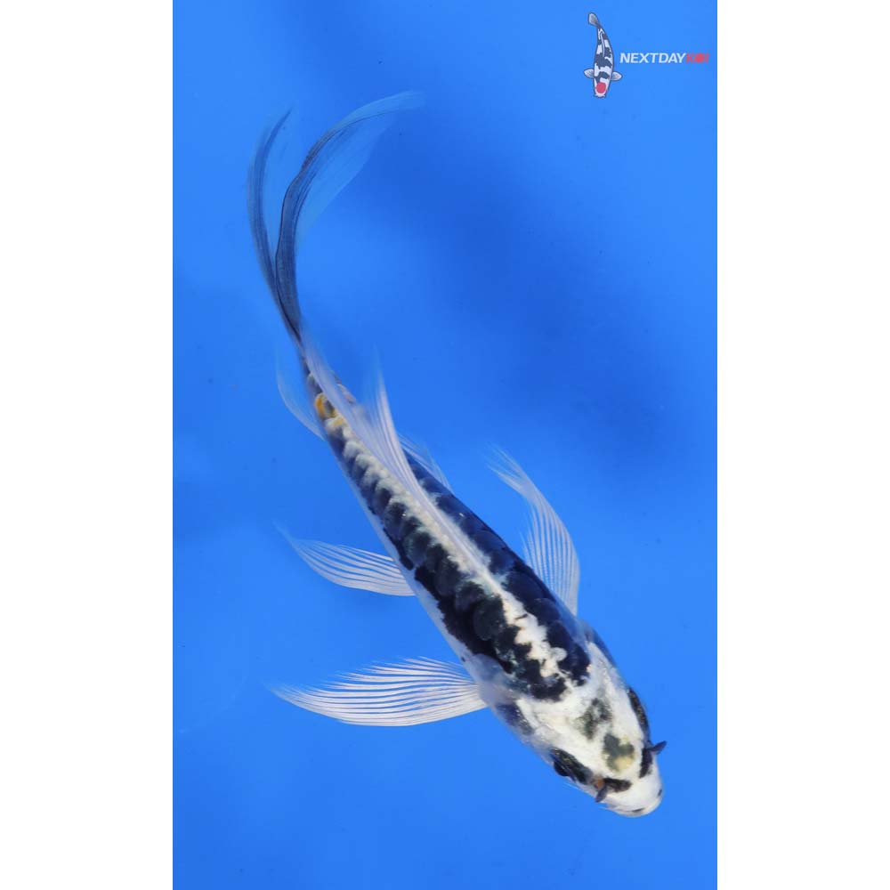 4” Imported Kikokuryu Butterfly Koi
