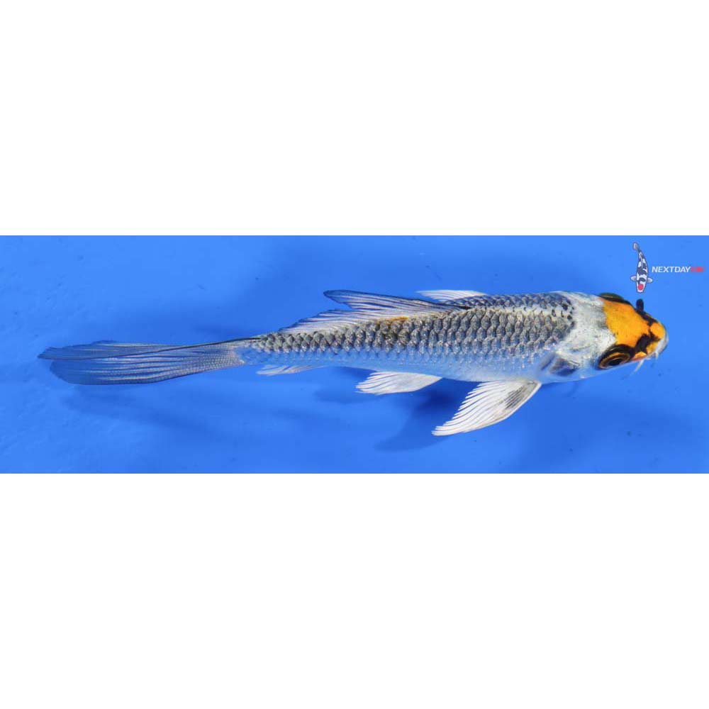 4” Imported Kujaku Butterfly Koi