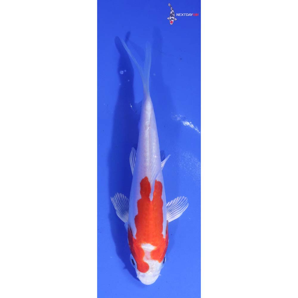 4” Imported Kikusui